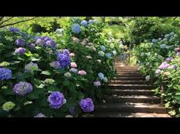 How To Grow Hydrangeas Mitre 10 Easy