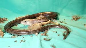 Want to discover art related to european_legless_lizard? European Legless Lizard After Shedding Stock Footage Video 100 Royalty Free 1056933788 Shutterstock