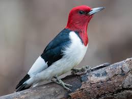 Download royalty free woodpecker sound effects and stock audio with mp3 and wav clips available from videvo. Red Headed Woodpecker Ebird