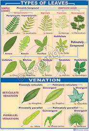 Victory Graphik B 21 Leaf Types And Venation