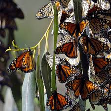 california s monarch erflies are