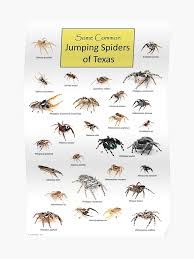 Common Jumping Spiders Of Texas Poster Poster