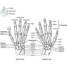 The radial and the intermediate are fused. Carpal Bones Radiology Reference Article Radiopaedia Org