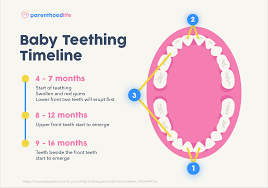 Your Complete Guide To Baby Teething