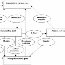 Flowchart Over Carbon Cycle In Terrestrial Ecosystems