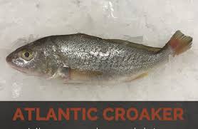 atlantic croaker facts and nutritional