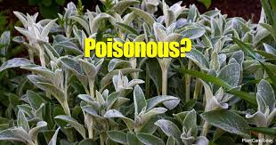 ears plant poisonous