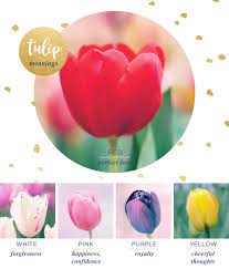 tulip meaning and symbolism ftd com