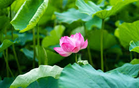 Lotus Season in Tokyo and Its Parks | Bizarre Journeys