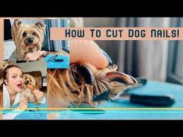 how to cut your dog s nails petco