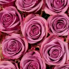 bulk lavender roses toronto flowers