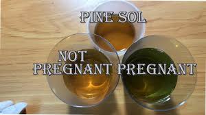 pine sol pregnancy test homemade