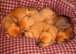 Image result for 23 Of The Comfiest Puppy Piles Ever