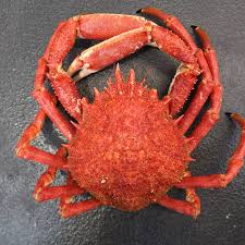 Spider Crabs | Start Bay Devon | Shellfish South West