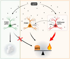 leptin melanocortin system