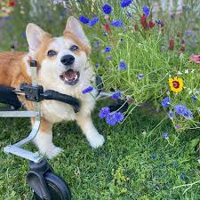 full support dog wheelchair al by