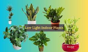 Low Light Indoor Plants