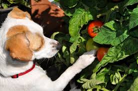 plants toxic to dogs information on