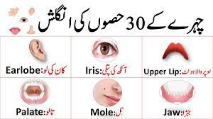 parts of face in english and urdu pdf