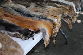 Check out my other hubs about endangered animals, they deserve the help beau on june 04, 2012: Editorial Why Do We Need To Wear Dead Animals For Fashion Armchairmayor Ca