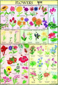 Flowers Chart For Children Paper Print