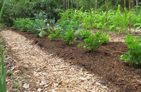 easy no dig gardening get better soil