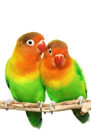 lovebirds stock photos royalty free