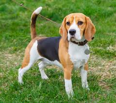 beagle puppies and dogs in san antonio