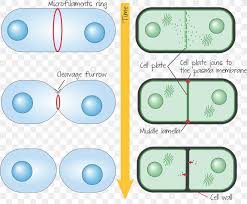 It usually initiates during the early stages of mitosis, and sometimes meiosis, splitting a mitotic cell in two. Cytokinesis In Animal Cells Plant Cell Telophase Png 2151x1777px Cytokinesis Area Biology Cell Cell Cycle Download