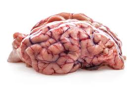 Real brain Stock Photos, Royalty Free Real brain Images ...