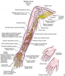 Median Nerve Entrapment Background Anatomy Pathophysiology