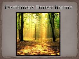 ppt deciduous forest biome powerpoint