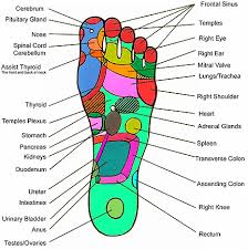 Left Hand Reflexology Hand Reflexology Chart Feet