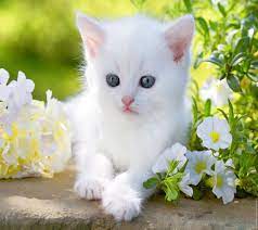 Baby Cats HD Wallpapers - Top Free Baby ...