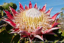 Southern africa's cape floral region supports one of the most abundant plant communities on earth. The Table Mountain Fund Heritage Day 10 Things You Might Not Know About Our Magnificent Proteas