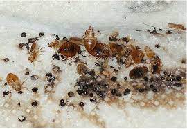 Signs of Bed Bugs on Your Bed at Bed Bug Supply