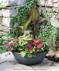 Canna An Amazing Tropical Plant For You