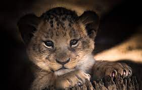 Wallpaper eyes, look, baby, cute, lion ...