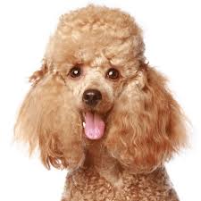 apricot poodles breed profile info