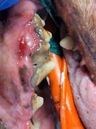 Abcès Carnassière Maxillaire - Soins orthodontiques, endodontiques,  implantologie, stomatologie et parodontologie pour les chiens et les chats