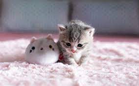 Cat, Kitten, Baby, Animal Wallpaper ...