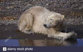 Les images d'un ours polaire épuisé et décharné qui parcourt des terres boréales rocailleuses, sans couche de glace, ont rapidement été. L Ours Polaire Sur La Plage Photo Stock Alamy