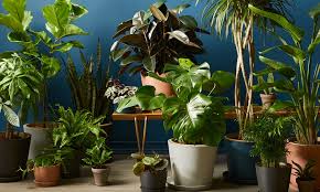 Where To Buy Indoor Plants