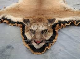 cougar rug mounts