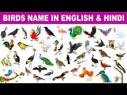 birds name in english hindi with
