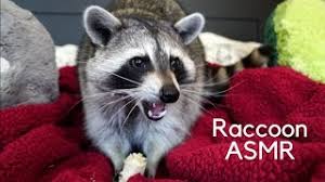 Though raccoons are more than happy to make human areas their homes, they can be vicious when approached most experts do not recommend having a raccoon as a pet. This Raccoon Influencer Says They Actually Make Good Pets But Maybe Stick To Dogs
