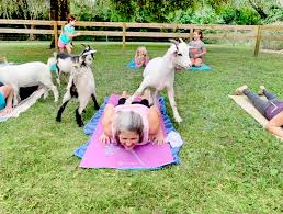 what is goat yoga