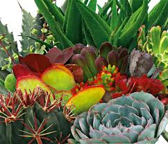Succulent Dish Garden House Plant In