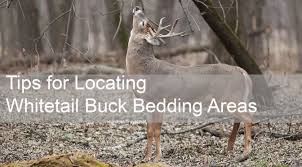 Locating Whitetail Buck Bedding Areas