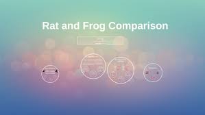 Frogs have no tail, except as larvae, and most have long hind legs, elongated ankle bones, webbed toes, no claws, large eyes, and a smooth or warty skin. Rat And Frog Anatomy Comparison By Eyad Ali